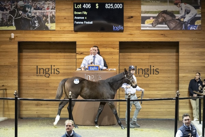 Anamoe-Femme Fireball filly