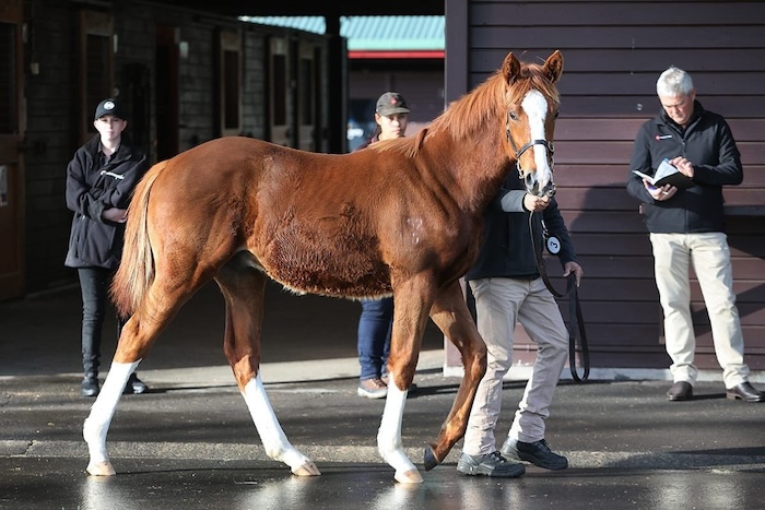 Chaldean-Novashow colt