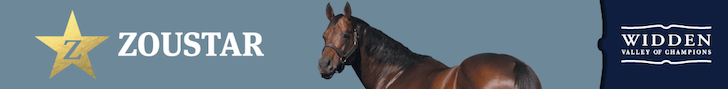 Champion stallion