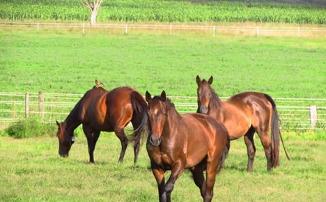 Eureka Stud Eureka Stud
