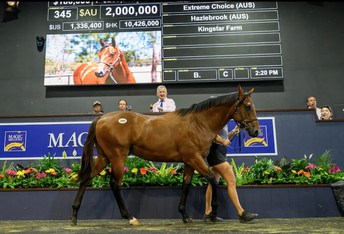 Extreme Choice-Hazelbrook