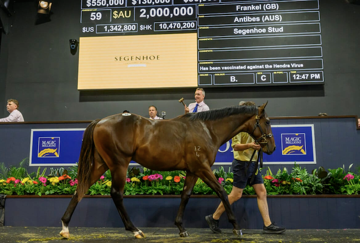 Frankel-Antibes colt