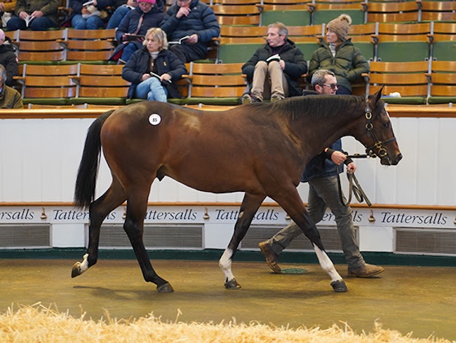 Frankel-Katie's Diamond