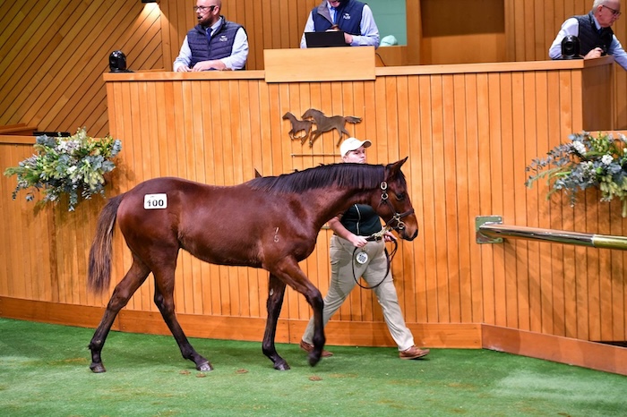 Hilal weanling colt