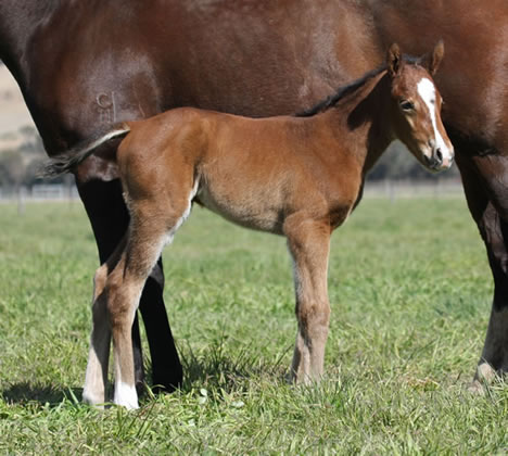 Star Witness-Lady Larissa Foal Star Witness-Lady Larissa Foal