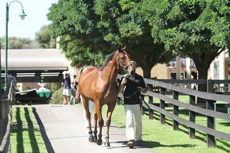 Lot 261