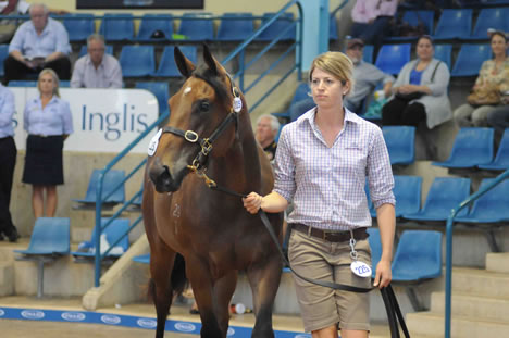 Snitzel-Deputy Lil filly Snitzel-Deputy Lil filly