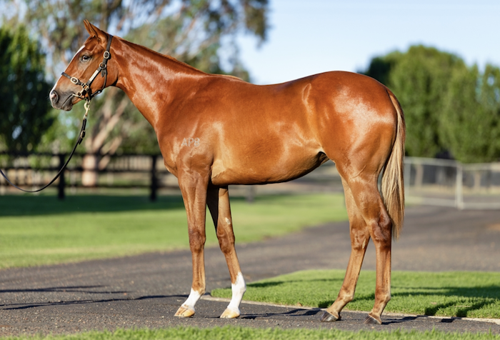 Pinatubo-Longduan filly