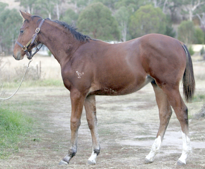 Thomas The Tank-Astronomede colt