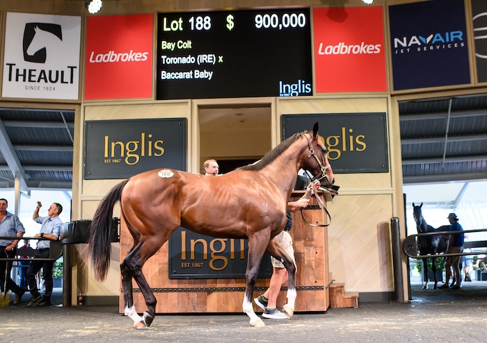 $900k Toronado colt