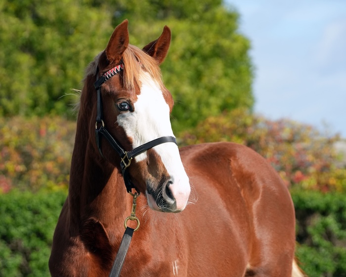 Mr Mozart weanling
