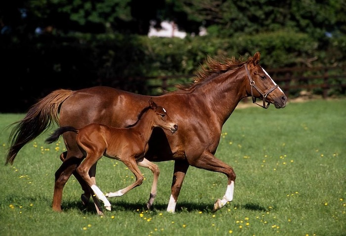 Thoroughbred mare and foal