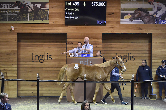 Snitzel-Members Joy colt