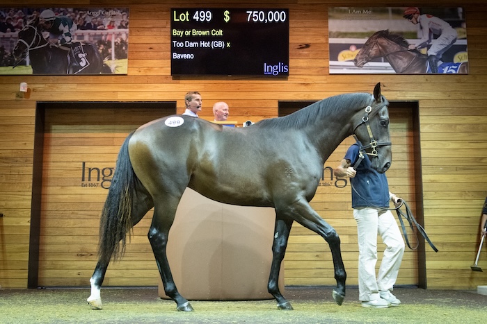 Too Darn Hot-Baveno colt