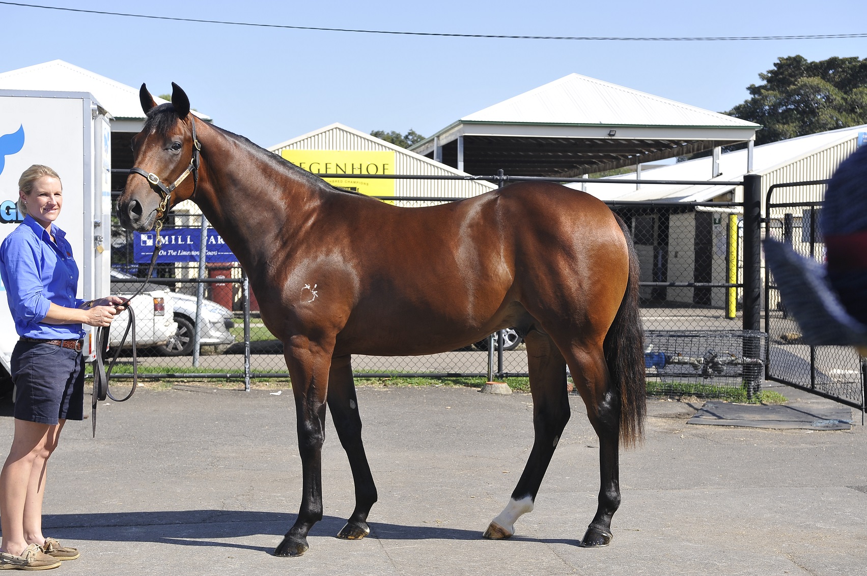 Inglis Easter Day 3 16 Million For Frankel Colt Breeding Racing 