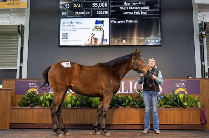 Sale topping Maschino filly