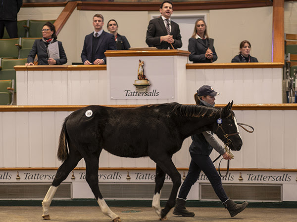 Space Traveller-Burmeze Waltz colt